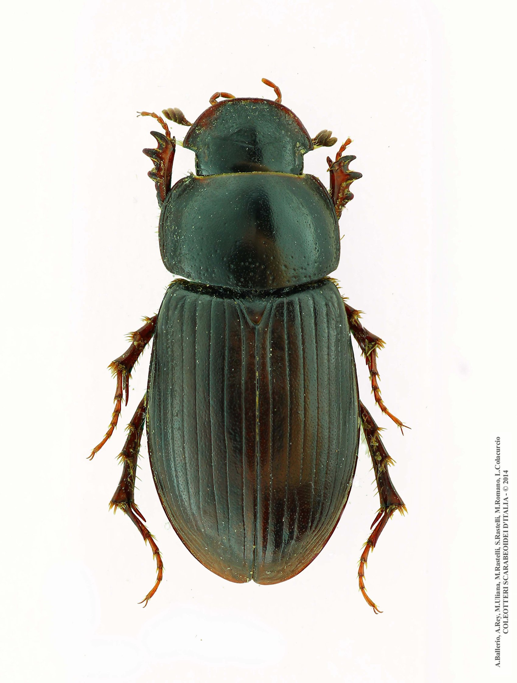 Acrossus siculus buturensis, femmina